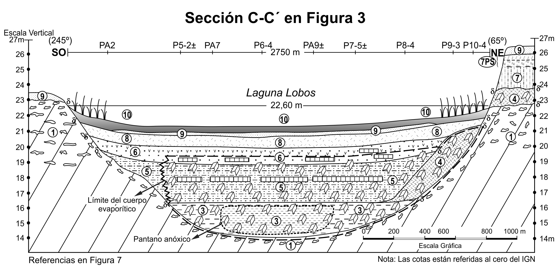  Perfil geológico SO-NE, según la sección C-C’
de la Figura 3. Detalles estratigráficos en la Figura 7.