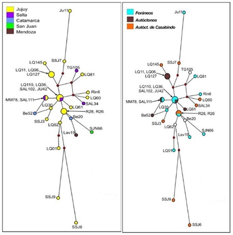 Gráfico de grupo monofilético
    del cromosoma Y, según ubicación geográfica y origen de apellidos.