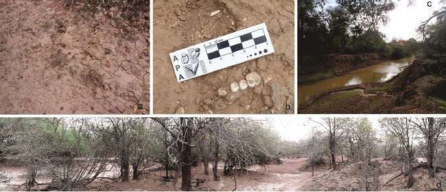 Sitio Chuschales. a. Fragmentos
de cerámica en superficie; b. restos
óseos humanos expuestos por erosión; c.
curso de agua vinculado al antiguo cauce del río Bermejo y d. vista panorámica del sitio